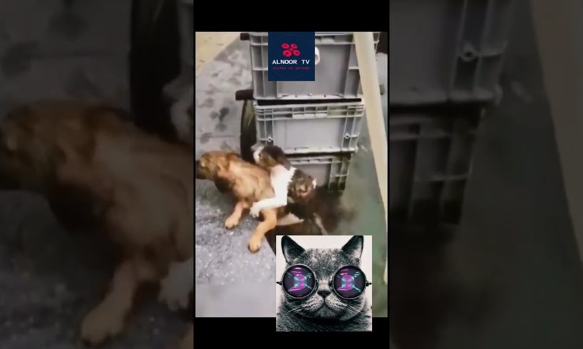 Dog Rescues Cat In Adorable Video #short #shortvideo #shortvideoviral