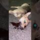 Dog hit by truck , lying on road in a hope of help | Accident dog rescue | Animal Rescue | #animals
