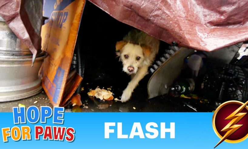 Dog lived in a junkyard his whole life 😰 finally gets a lucky break 🍀⚡