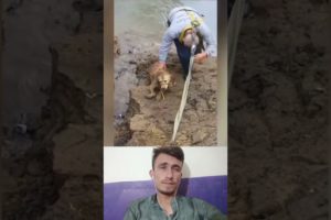 Dog rescue stuck in mud/Dog rescue_#rescue #shorts