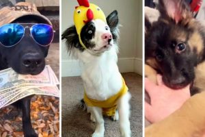 Dogs Doing Funny Things 🐶 Cutest Puppies TIKTOK Compilation 😄