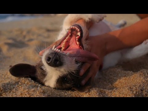 Dogs animals videos compilation cutest moment of animals - cutest puppies #1