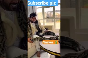 Dubai King 👑 Nawab Shaikh Playing With Snake 🐉#snake #animals #dubai #youtubeshorts #snakevideo