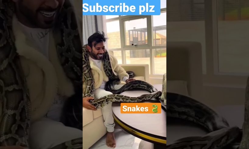 Dubai King 👑 Nawab Shaikh Playing With Snake 🐉#snake #animals #dubai #youtubeshorts #snakevideo