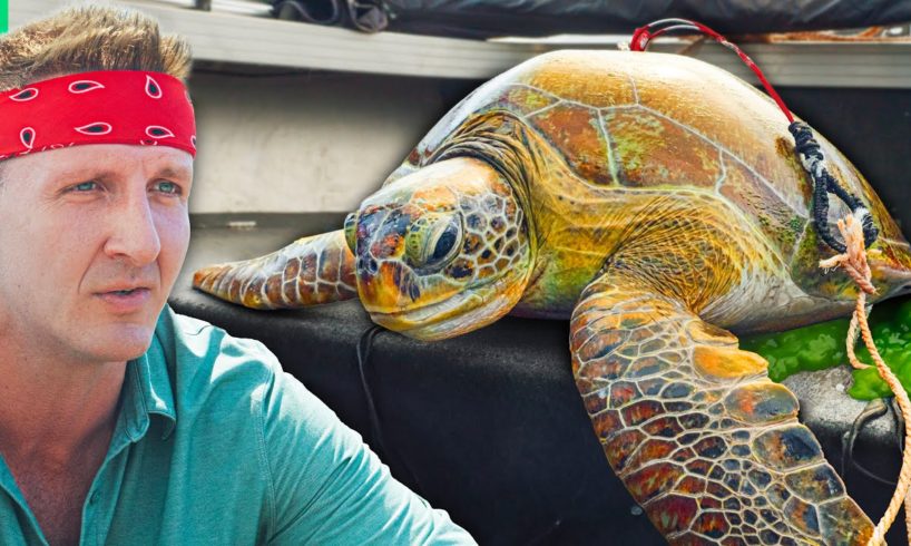 Eating Sea Turtle!! Why The Australian Tradition Continues!!