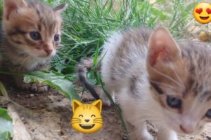 FUNNYCAT AND KITTENS PLAYING  COMPILATION 2023 ANIMALS | FunnyAnimals