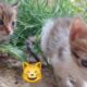 FUNNYCAT AND KITTENS PLAYING  COMPILATION 2023 ANIMALS | FunnyAnimals