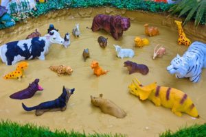 Farm Animal Cow Big Wild Cats White Tiger Black Tiger Jungle Animals Wild Animals Stuck in Mud