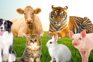 Farm animals, animal sounds: cow, dog, cat, chicken, pig,...