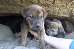 Follow the animal rescue team to save the poor little puppy trapped in the dark cave