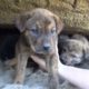 Follow the animal rescue team to save the poor little puppy trapped in the dark cave