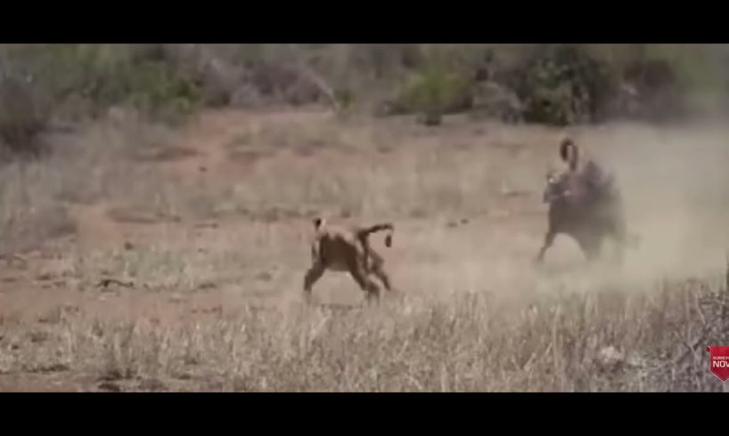 Forest animal fights