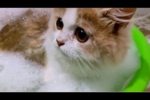 Funniest cute cat - funniest animals 2023 P2