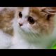 Funniest cute cat - funniest animals 2023 P2