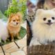 Funny And Cute Dog Pomeranian Cute Puppy Videos Part 7, Cutest Puppies Video Clips Part 7