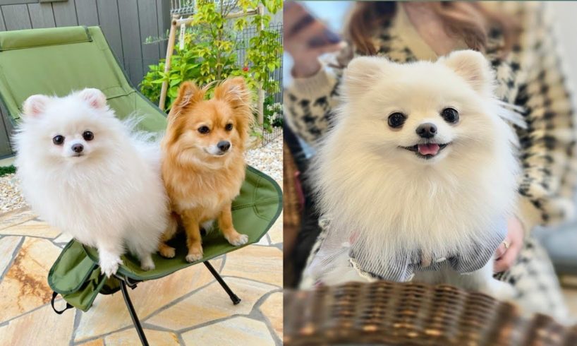 Funny And Cute Dog Pomeranian Cute Puppy Videos Part 7, Cutest Puppies Video Clips Part 7