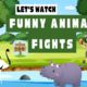 Funny Animal Fights | Hilarious Animal Fights: Wild Encounters, Epic Bloopers, Unforgettable Brawls!