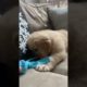 Funny and cute puppies . A beautiful moment  #1467 - #shorts