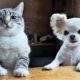 Funny animals - Funny cats / dogs - Funny animal videos 293