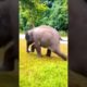 Funny cute baby elephant playing ball ⚽️ #elephant #Funny #playball #shortsvideo #animals