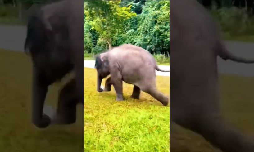 Funny cute baby elephant playing ball ⚽️ #elephant #Funny #playball #shortsvideo #animals