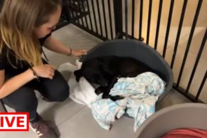 Gabriel is in the shelter now - Takis Shelter