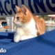Gatito aparece en el barco de una pareja y se queda para siempre | Cat Crazy | El Dodo