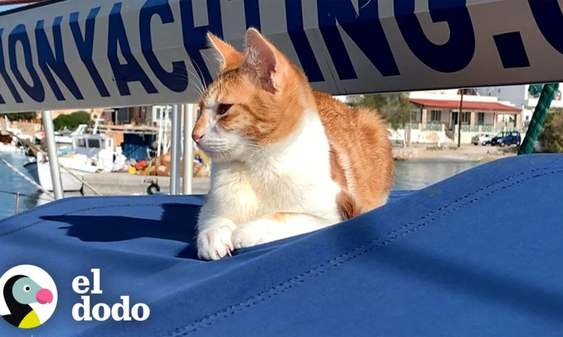 Gatito aparece en el barco de una pareja y se queda para siempre | Cat Crazy | El Dodo