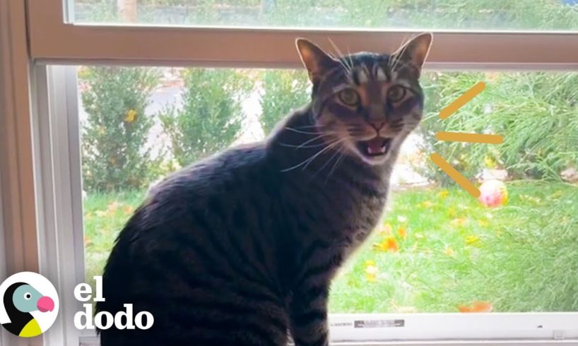 Gato doméstico ve a dos gatitos callejeros en su patio trasero, y luego... | Cat Crazy | El Dodo