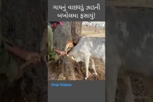 Gay Mata Viral Videos | Rescue The Cow 🐄 #status #viral