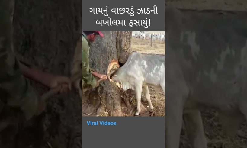 Gay Mata Viral Videos | Rescue The Cow 🐄 #status #viral