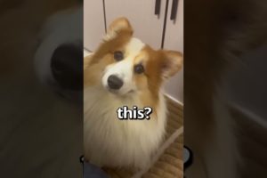 HAVE YOU EVER Seen a CORGI do this 🤣 | Wholesome Animals