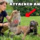 HELPLESS ANIMAL FOUND ATTACKED! I CANT BELIEVE THIS…