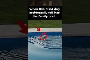 HERO DOG Rescues His DROWNING Blind SISTER 🐶💦 #shorts #dog #dogrescue #herodog