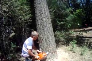 HOW NOT TO FELL A TREE, near death experience for his son taking video!