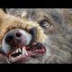 HUNTER BECOMES THE HUNTED! ANIMAL FIGHTS AND SURVIVAL OF PREDATORS IN WILD