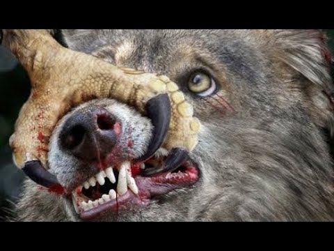 HUNTER BECOMES THE HUNTED! ANIMAL FIGHTS AND SURVIVAL OF PREDATORS IN WILD