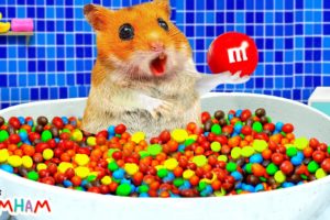 Hamster bath in the Rainbow Bathtubs with Candy M&M | Funny animals | Life Of Pets Hamham