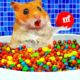 Hamster bath in the Rainbow Bathtubs with Candy M&M | Funny animals | Life Of Pets Hamham