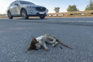He was abandoned on the highway and thought he couldn't survive but a miracle happened