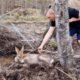 Heartstopping Rescue Of A Desperate Deer Caught In Wires