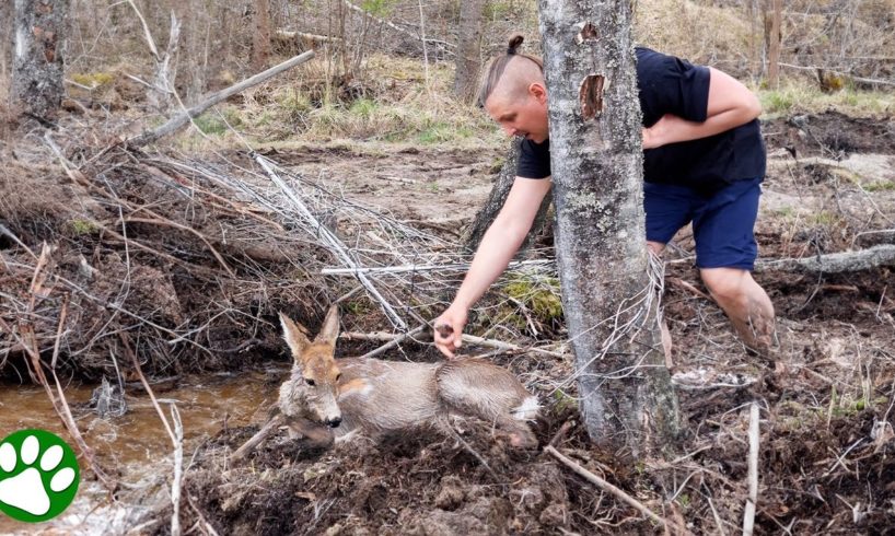 Heartstopping Rescue Of A Desperate Deer Caught In Wires