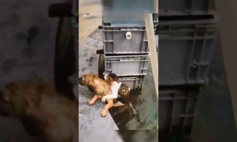 Heartwarming Dog Rescues Cat: A Tale of Compassion and Friendship #shorts #shortsvideo