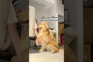 🐕Hilarious Videos of Dog's Daily Life🤣 | Animals LOL Moments #funnyanimals #funnydogs #shortsviral