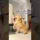 🐕Hilarious Videos of Dog's Daily Life🤣 | Animals LOL Moments #funnyanimals #funnydogs #shortsviral