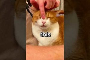 How WOULD YOU RATE this CATS Sleep 🤣 | Wholesome Animals