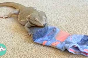 Hyper Lizard Bobs At Girl’s Sock, But She Still Loves Him | Cuddle Buddies
