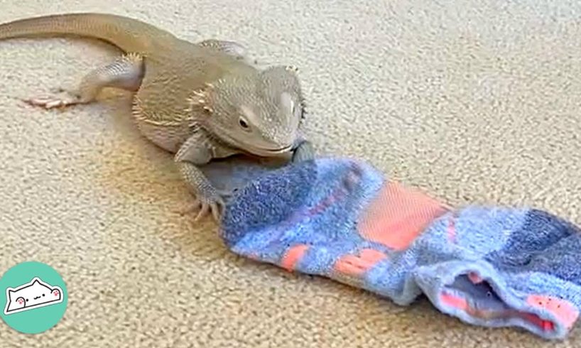 Hyper Lizard Bobs At Girl’s Sock, But She Still Loves Him | Cuddle Buddies