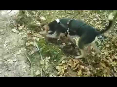 I never thought that Ariel can be so happy in such a short time - Takis Shelter