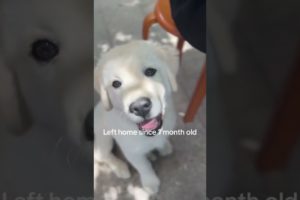 I will get used to it | Cutest Golden Retriever Puppy #shorts